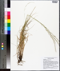 Aristida purpurascens image