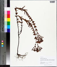 Hypericum cistifolium image