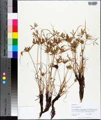 Cyperus compressus image