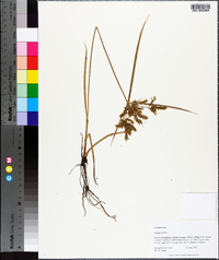 Cyperus iria image