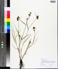 Fuirena squarrosa image