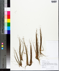 Eleocharis microcarpa image