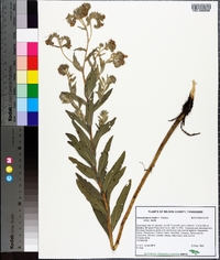 Lithospermum molle image