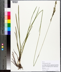 Anthaenantia rufa image
