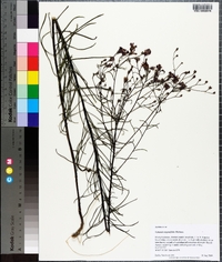 Vernonia angustifolia image