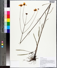 Coreopsis gladiata image