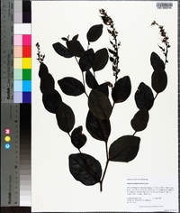 Baptisia simplicifolia image