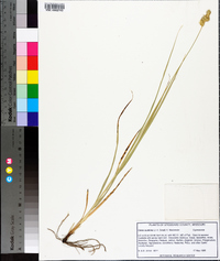 Carex austrina image