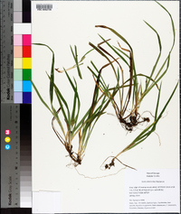 Carex abscondita image