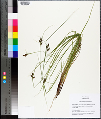 Carex caroliniana image