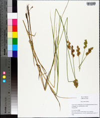 Carex alata image