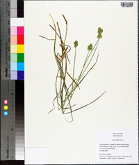 Carex alata image