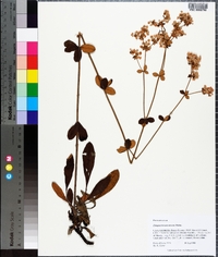 Eriogonum tomentosum image