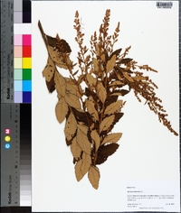 Spiraea tomentosa image