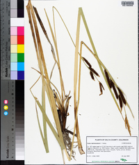 Carex nebrascensis image