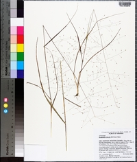 Eragrostis hirsuta image