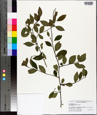 Ilex ambigua image