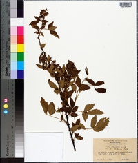 Rubus flagellaris image