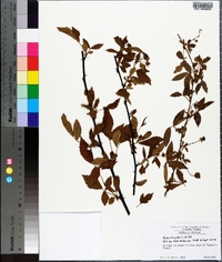 Rubus flagellaris image