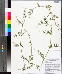 Vicia sativa subsp. nigra image