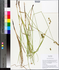 Carex normalis image