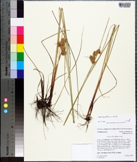 Cyperus reflexus image