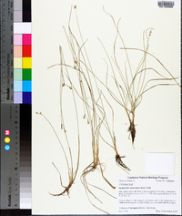 Fimbristylis schoenoides image