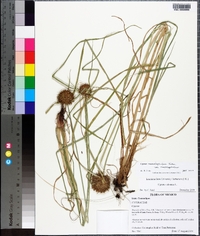 Cyperus conglobatus image