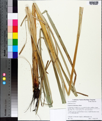 Cyperus erythrorhizos image