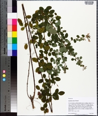 Lespedeza stuevei image