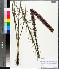 Liatris pilosa image