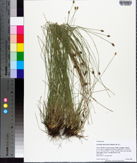 Eleocharis tuberculosa image