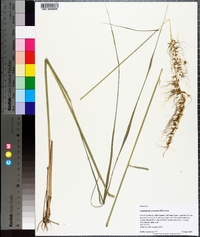 Sorghastrum secundum image