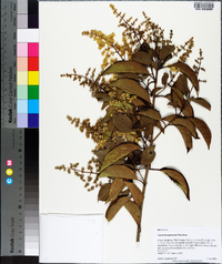 Ligustrum japonicum image