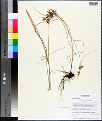 Cyperus sphaerolepis image