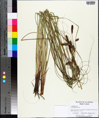 Carex glaucescens image