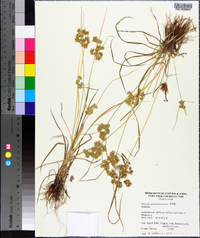 Cyperus surinamensis image