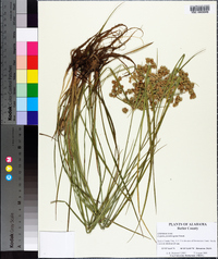 Cyperus pseudovegetus image