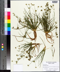 Juncus repens image