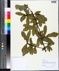 Quercus sinuata image