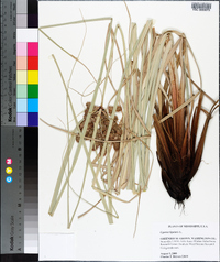 Cyperus ligularis image