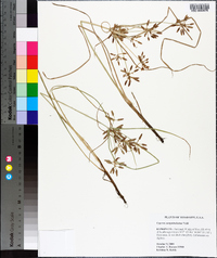 Cyperus sanguinolentus image