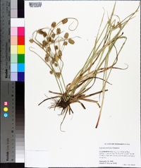 Cyperus retrorsus image