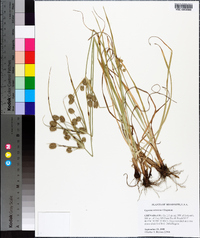 Cyperus retrorsus image