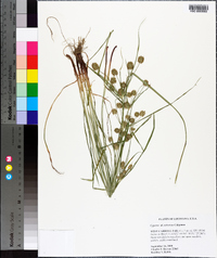 Cyperus retrorsus image