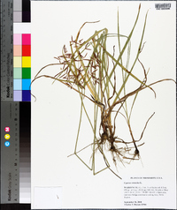 Cyperus rotundus image