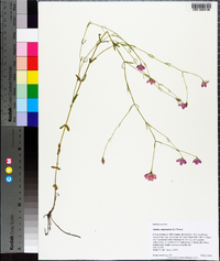 Sabatia campanulata image