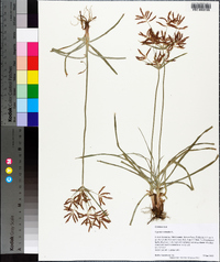 Cyperus rotundus image