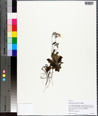 Helianthemum georgianum image