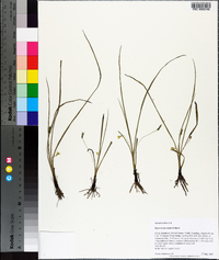 Hypoxis wrightii image